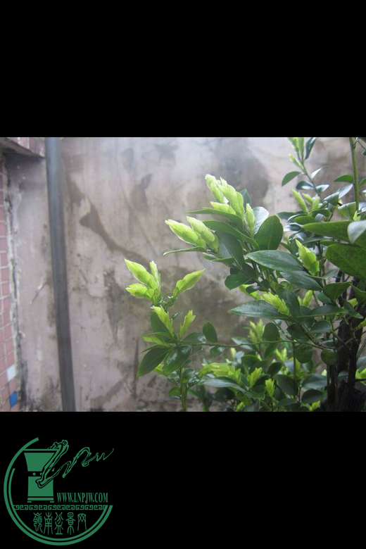IMG_0335.PNG
