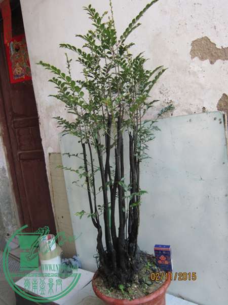 IMG_0016.JPG