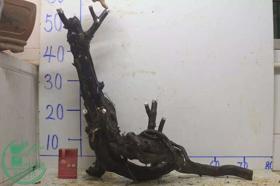 psb (9).jpg