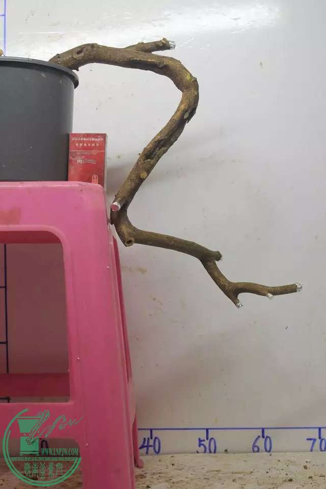 psb (9).jpg