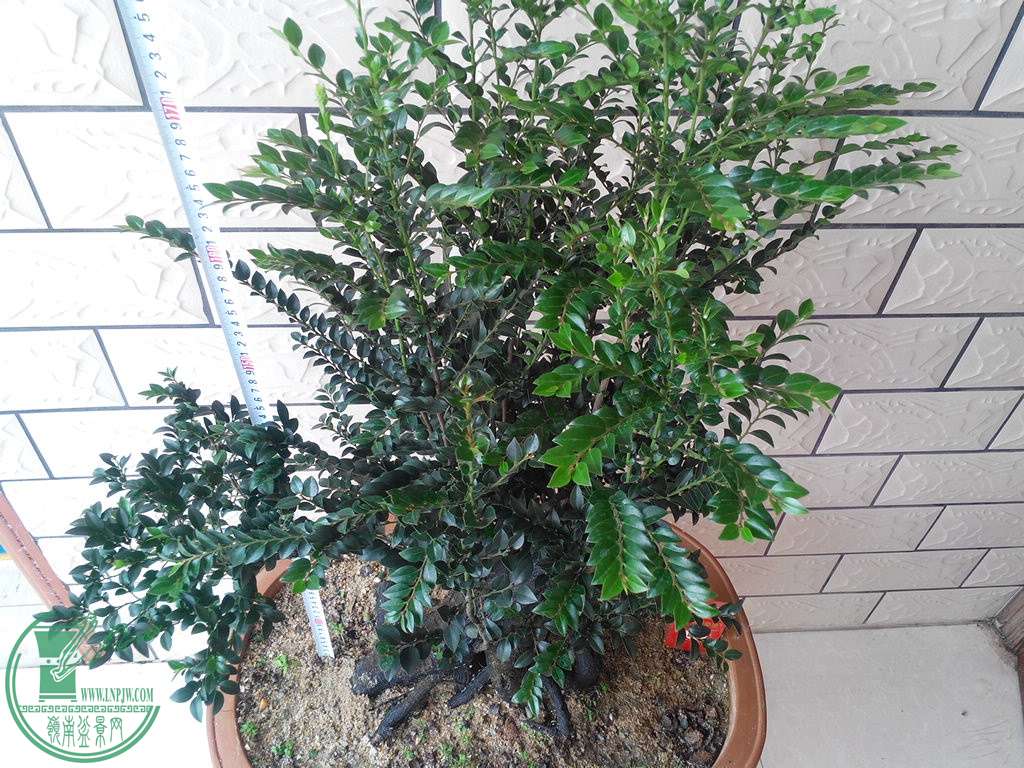 IMG_20151103_083930.jpg