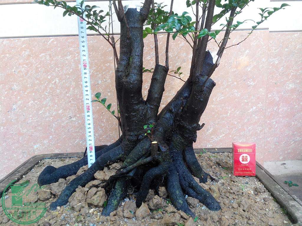 IMG_20151103_114518.jpg