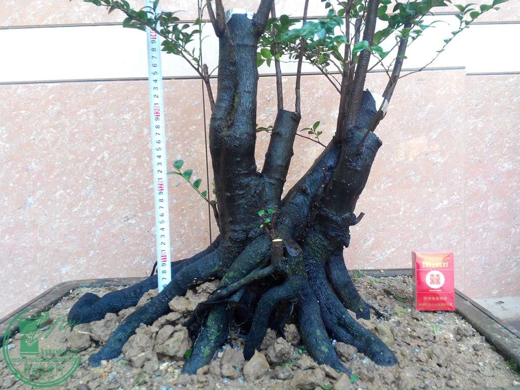 IMG_20151103_114548.jpg