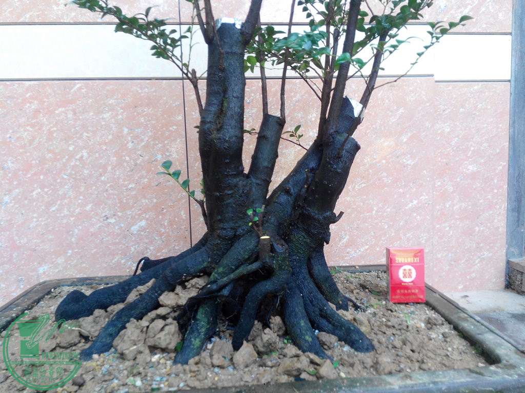 IMG_20151103_114802.jpg