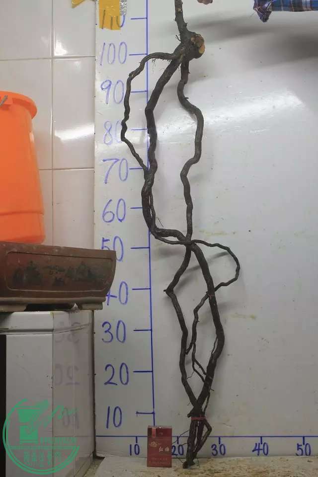 psb (3).jpg