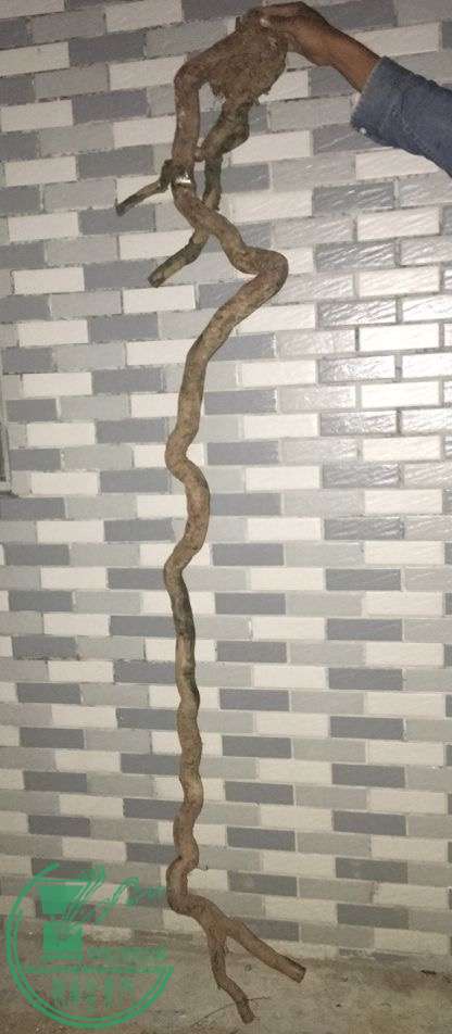 image.jpeg