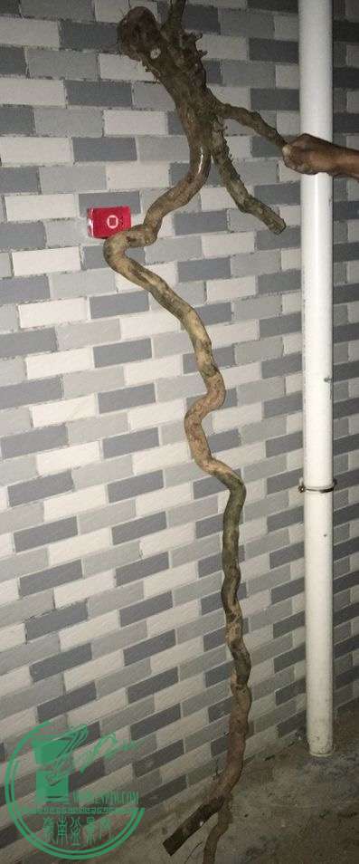 image.jpeg