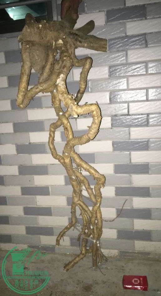 image.jpeg