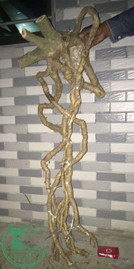 image.jpeg