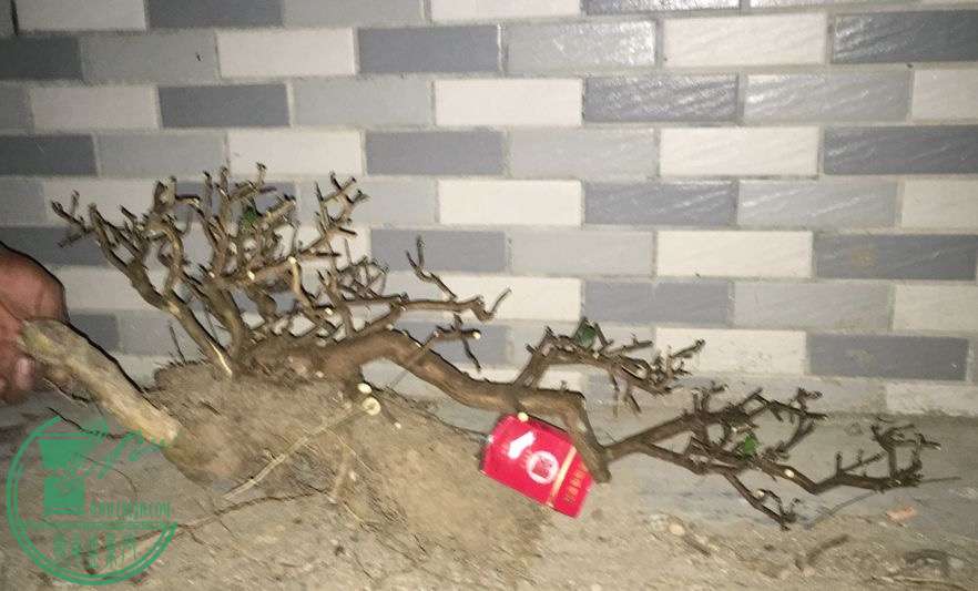 image.jpeg