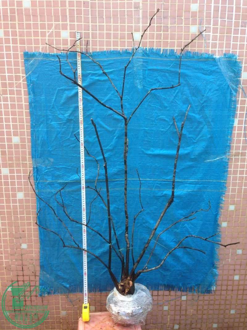 psb (3).jpg
