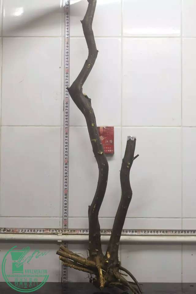psb (12).jpg