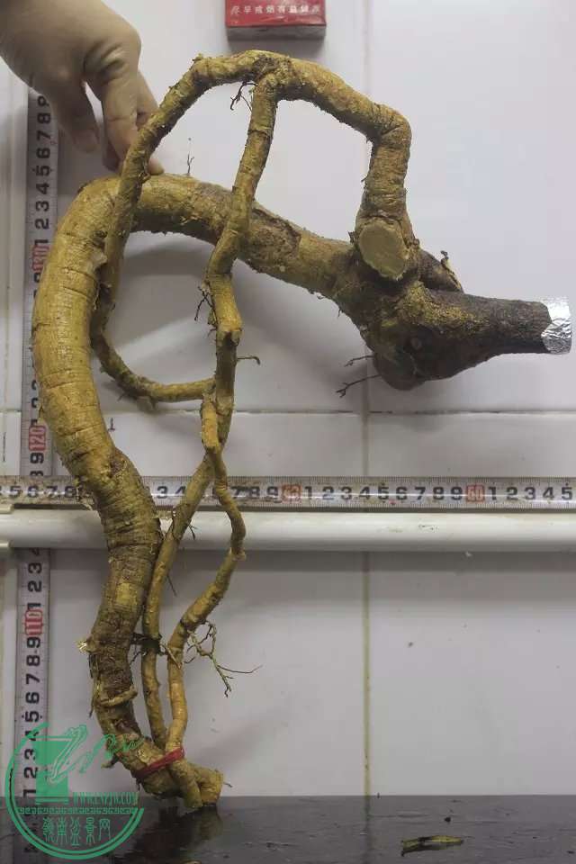 psb (30).jpg