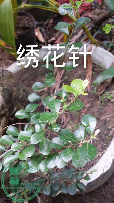IMG20151105154130_mh1446724572398.jpg