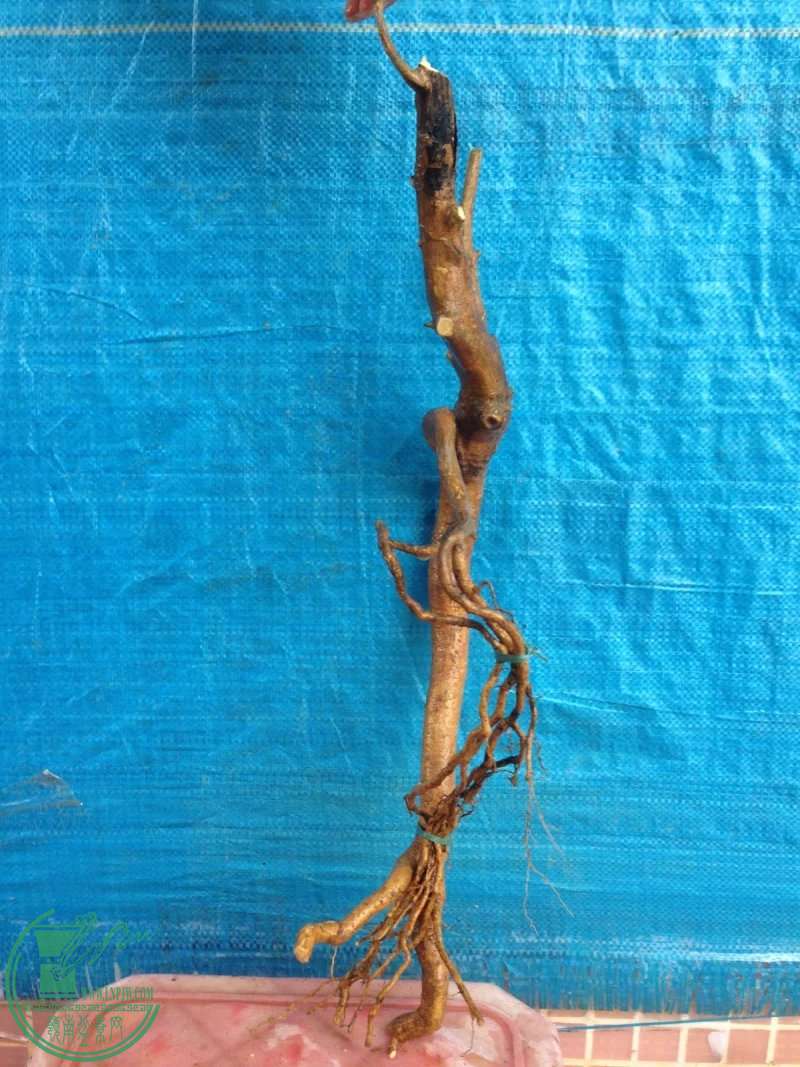 psb (9).jpg