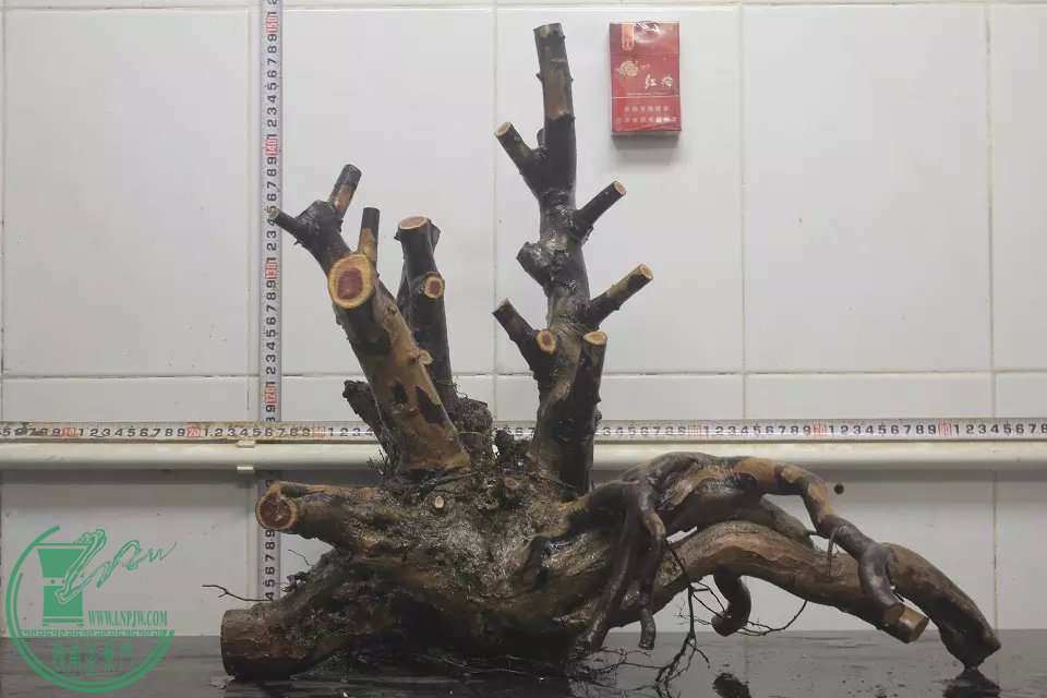 psb (13).jpg