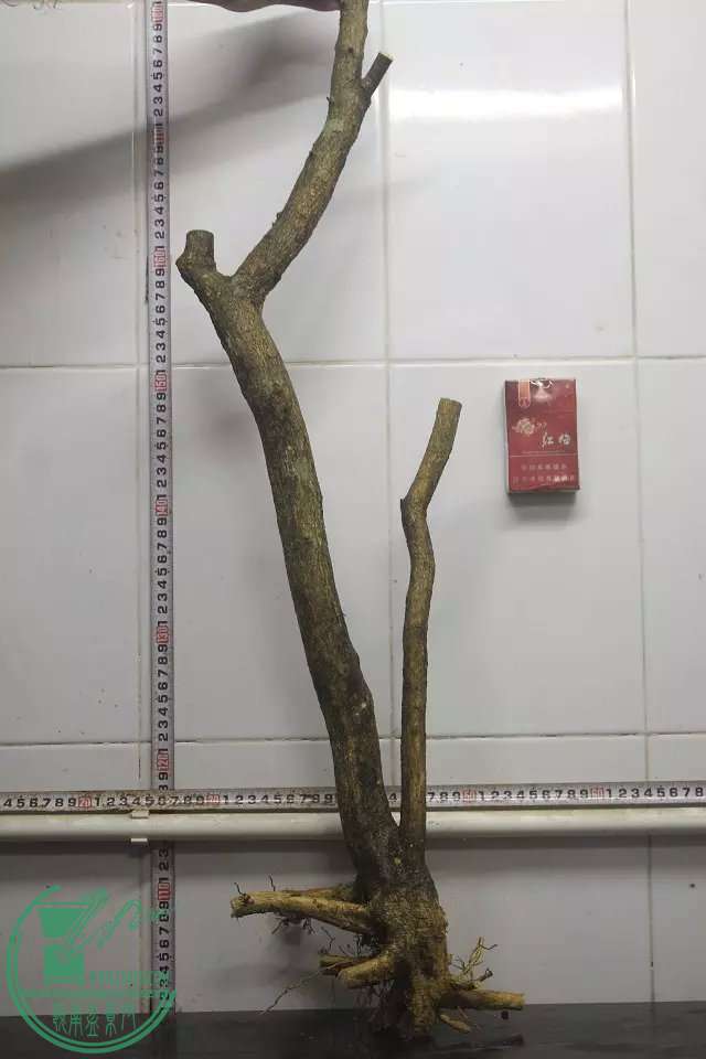psb (9).jpg
