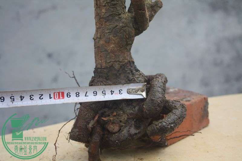 Ƭ20131026ۺ 3993.jpg