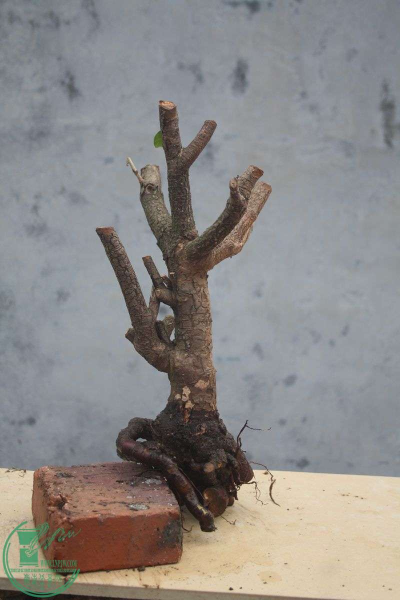 Ƭ20131026ۺ 3995.jpg