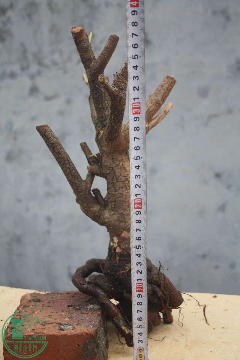 Ƭ20131026ۺ 3996.jpg