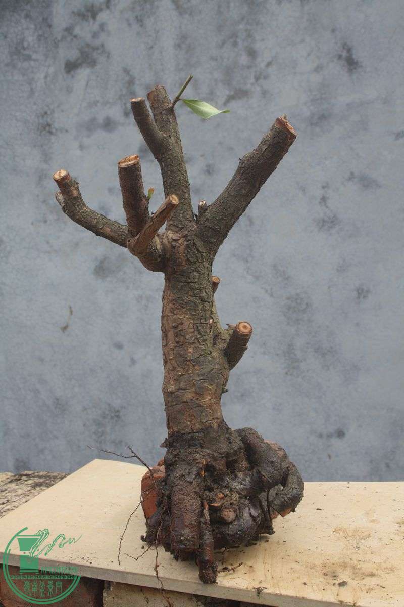 Ƭ20131026ۺ 4000.jpg