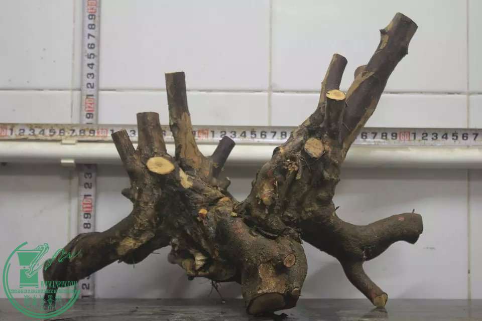 psb (2).jpg