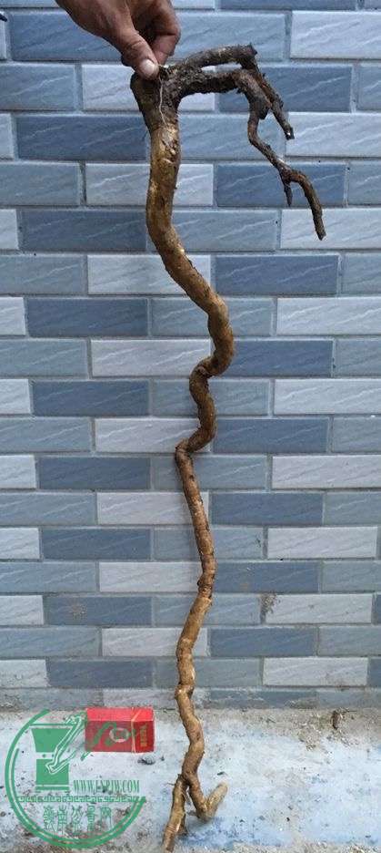 image.jpeg