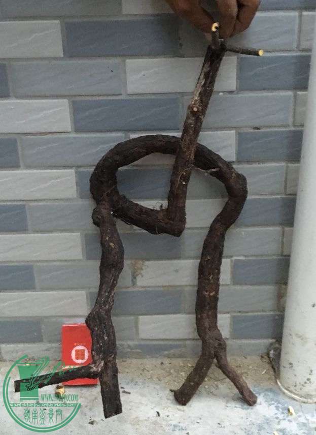 image.jpeg