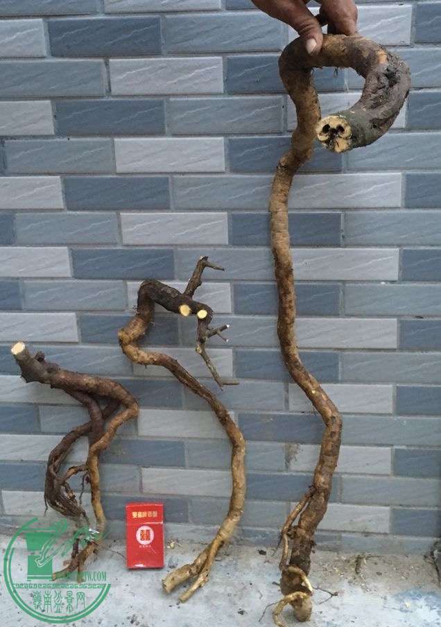 image.jpeg