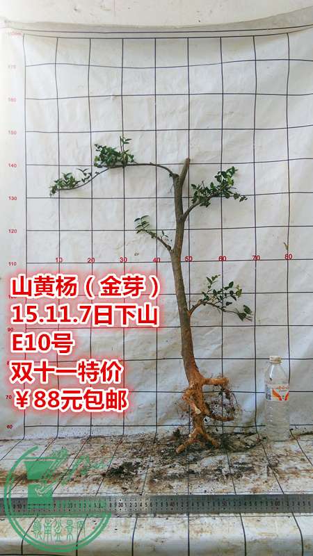 IMG_20151107_163902_.jpg