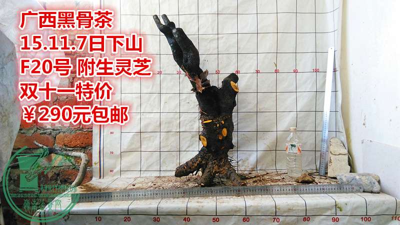 IMG_20151107_171854_.jpg
