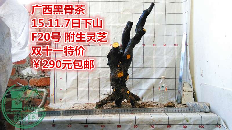 IMG_20151107_172001_.jpg