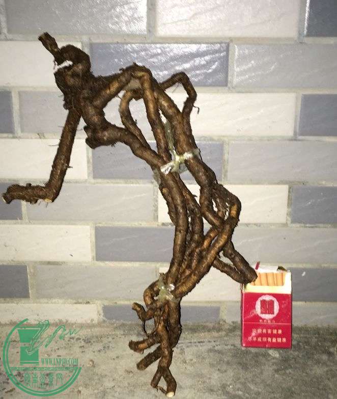image.jpeg