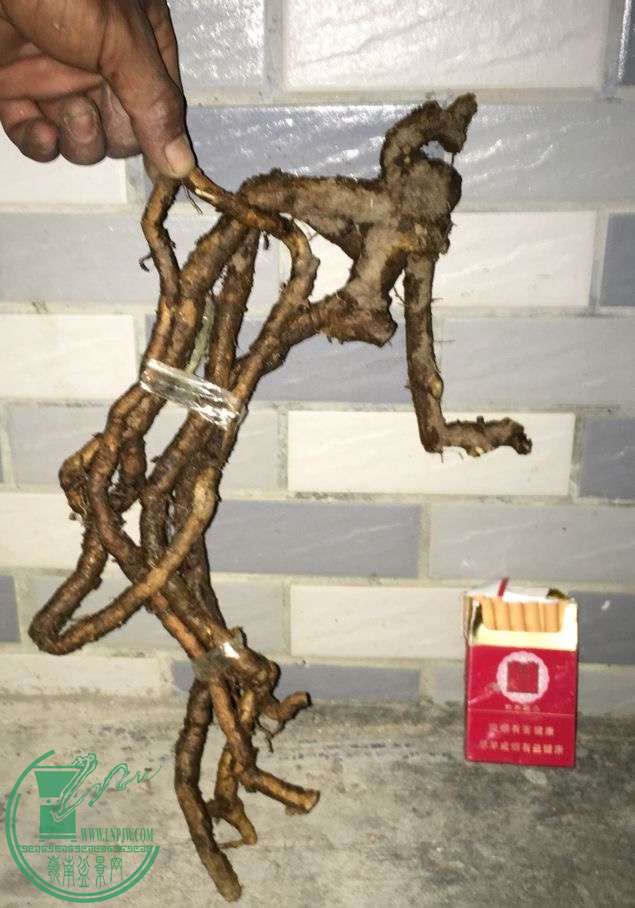 image.jpeg