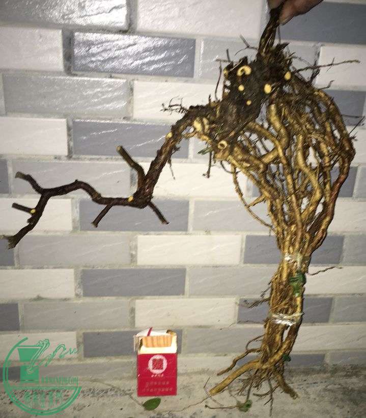 image.jpeg