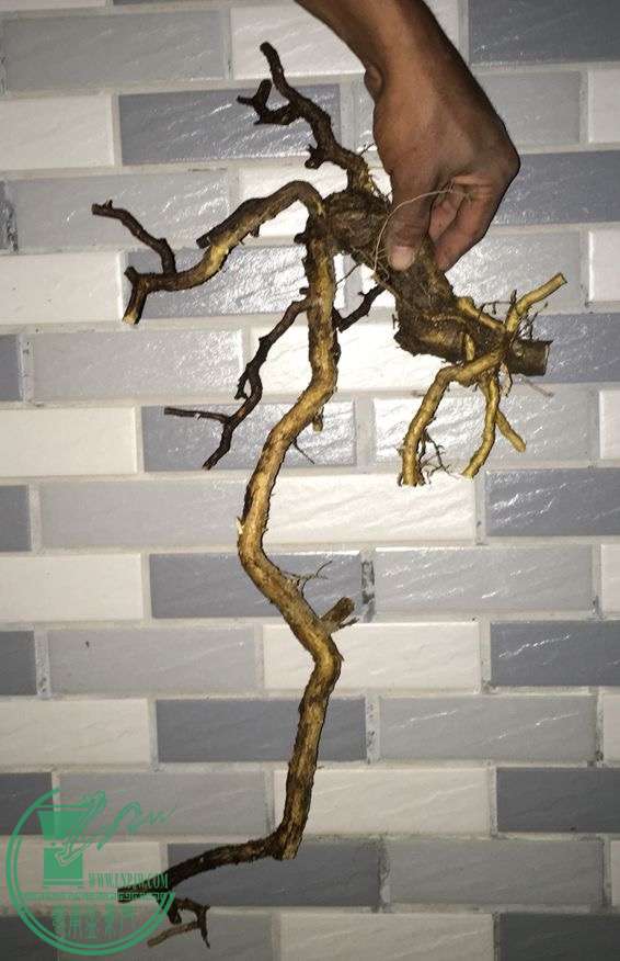 image.jpeg