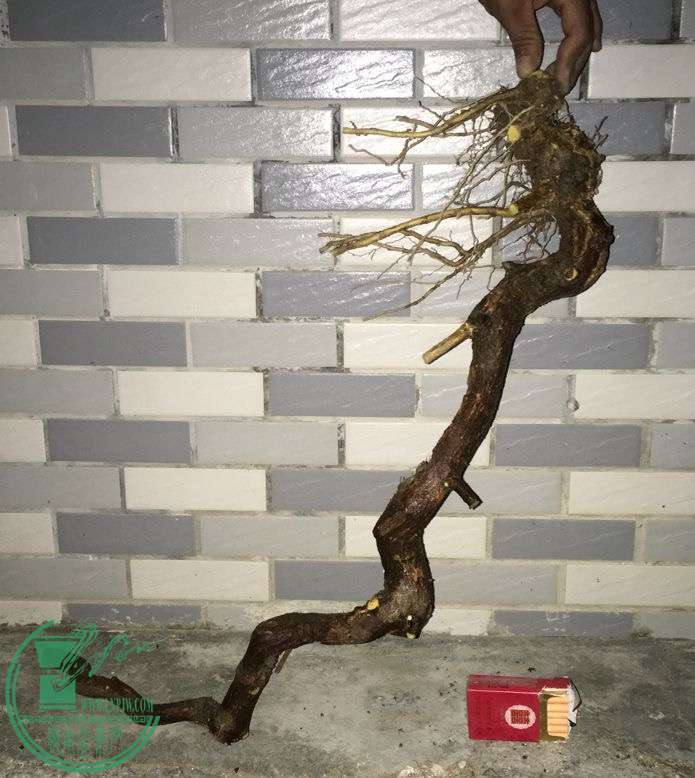 image.jpeg