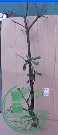 QQͼ20151108183421.png