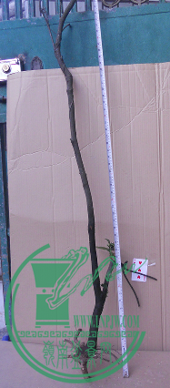QQͼ20151108183612.png