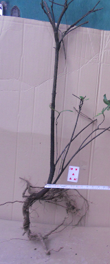 QQͼ20151108183848.png