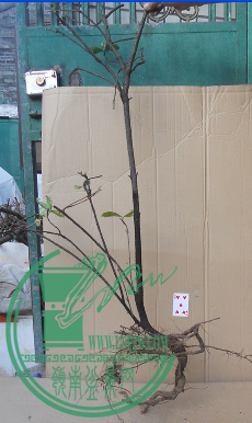 QQͼ20151108183918.png