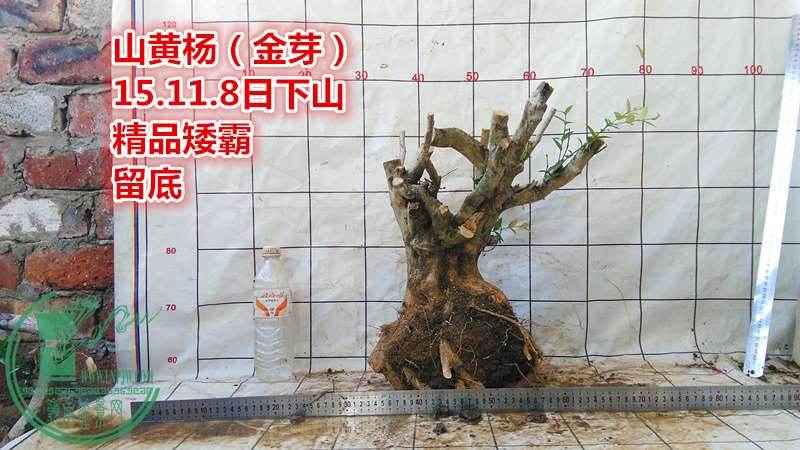 IMG_20151108_164246_.jpg