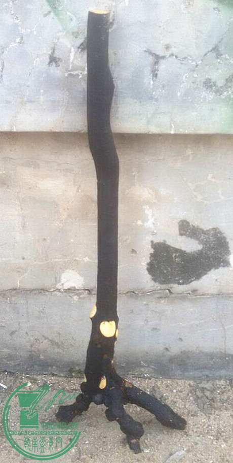 2_.jpg