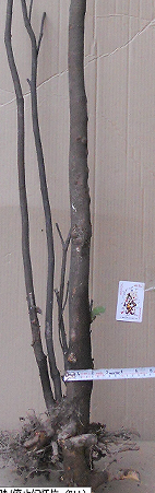 QQͼ20151109001556.png