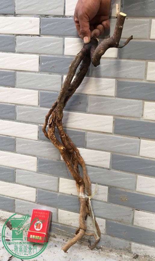 image.jpeg