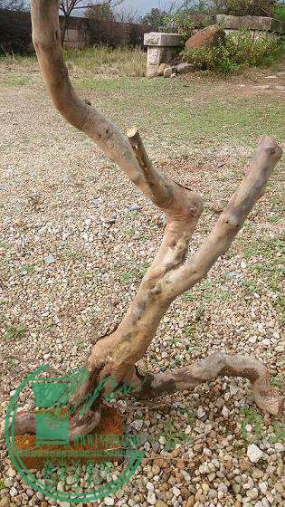 IMG_20151110_141715.jpg