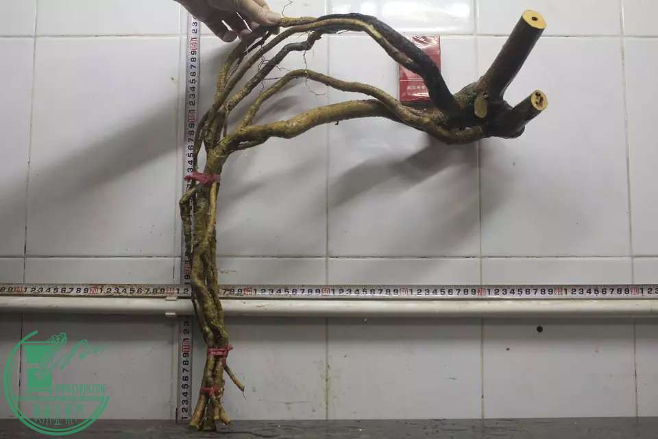 psb (1).jpg