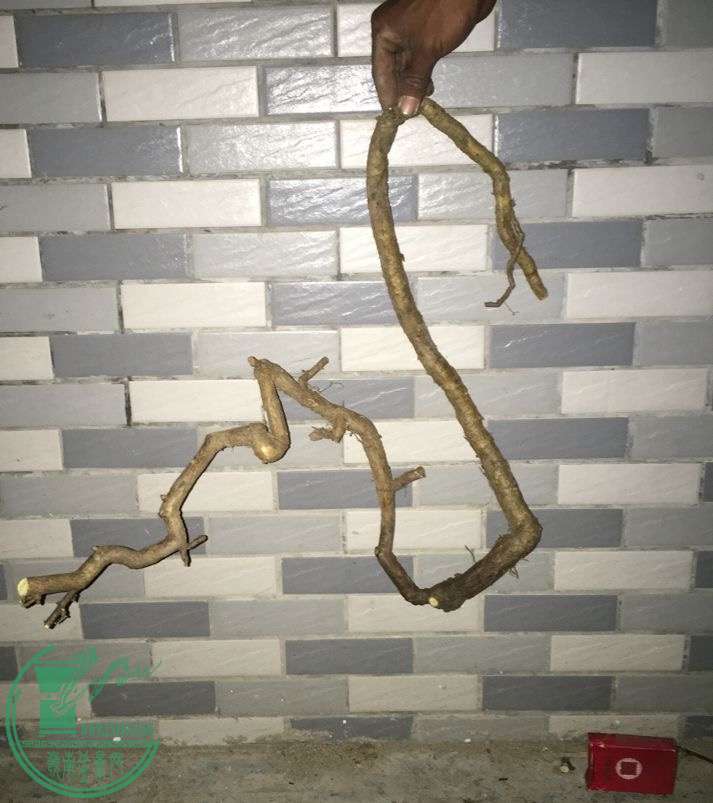 image.jpeg