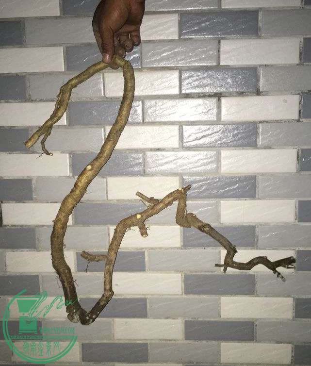 image.jpeg