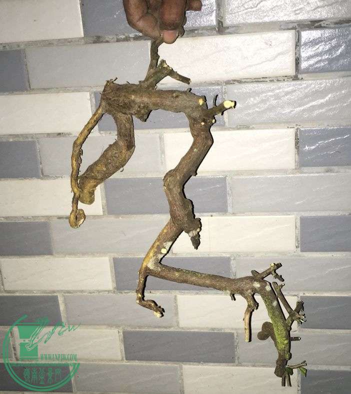 image.jpeg